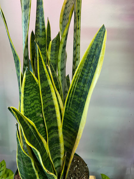 Snake Plant Variegated - 8 inch - 3 feet from soil