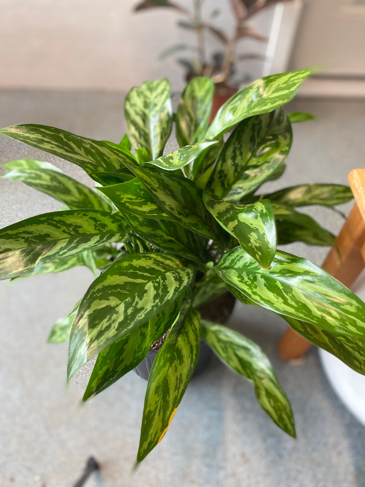 aglaonema tigress care Aglaonema - Tigress