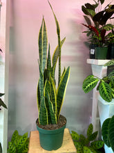Load image into Gallery viewer, Snake Plant Variegated - 8 inch - 3 feet from soil
