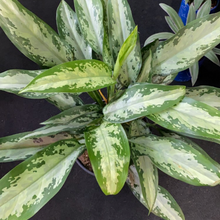 Load image into Gallery viewer, Aglaonema - Chinese Evergreen 8 inch - Emerald Bay
