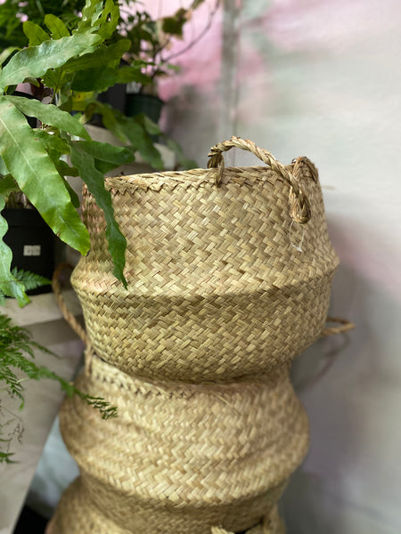 Belly Basket - 10-14 inch plant