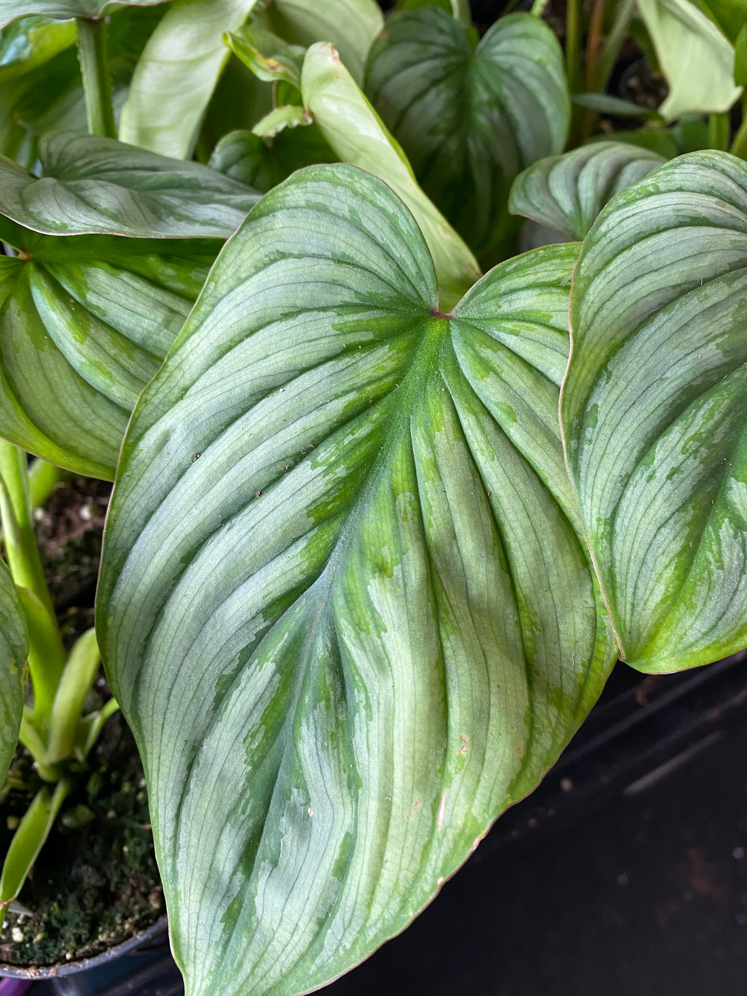 silver cloud philodendron Silver Cloud Philodendron 4 inch – Whistler Plant Store
