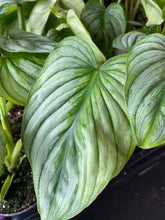 Load image into Gallery viewer, Silver Cloud Philodendron 4 inch
