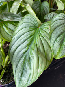Silver Cloud Philodendron 4 inch