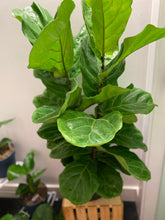 Load image into Gallery viewer, Fiddle Leaf Fig Bush - Ficus Lyrata
