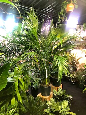 Cat Palm - Chamaedorea Cataractarum - 10 inch and 5.5 feet tall from the soil