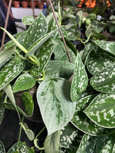 Load image into Gallery viewer, Pothos Satin - Scindapsus silver splash - 8 inch
