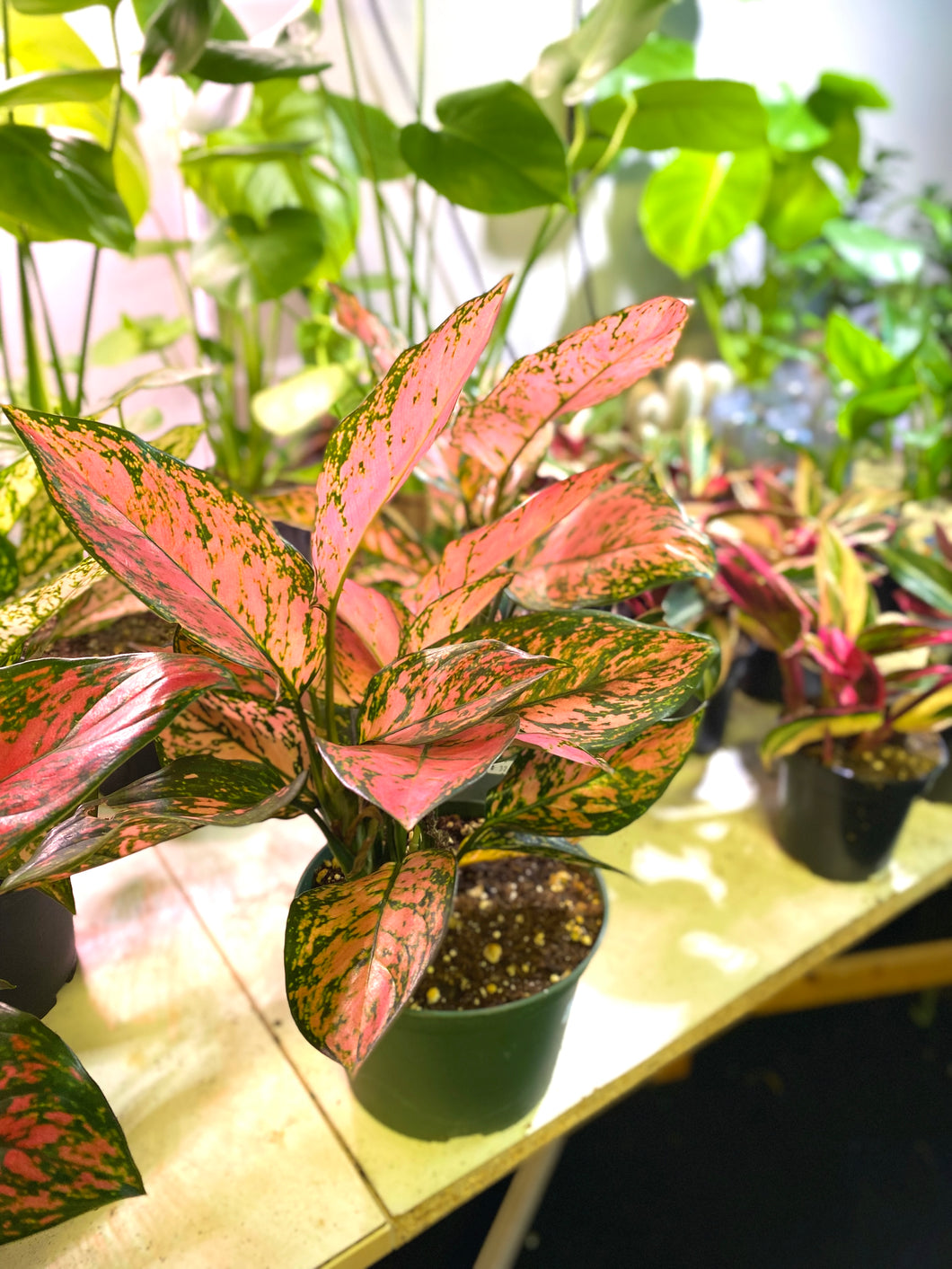 pink dalmation aglaonema Aglaonema - Chinese Evergreen