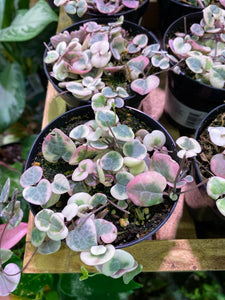 String of hearts variegated 4 inch