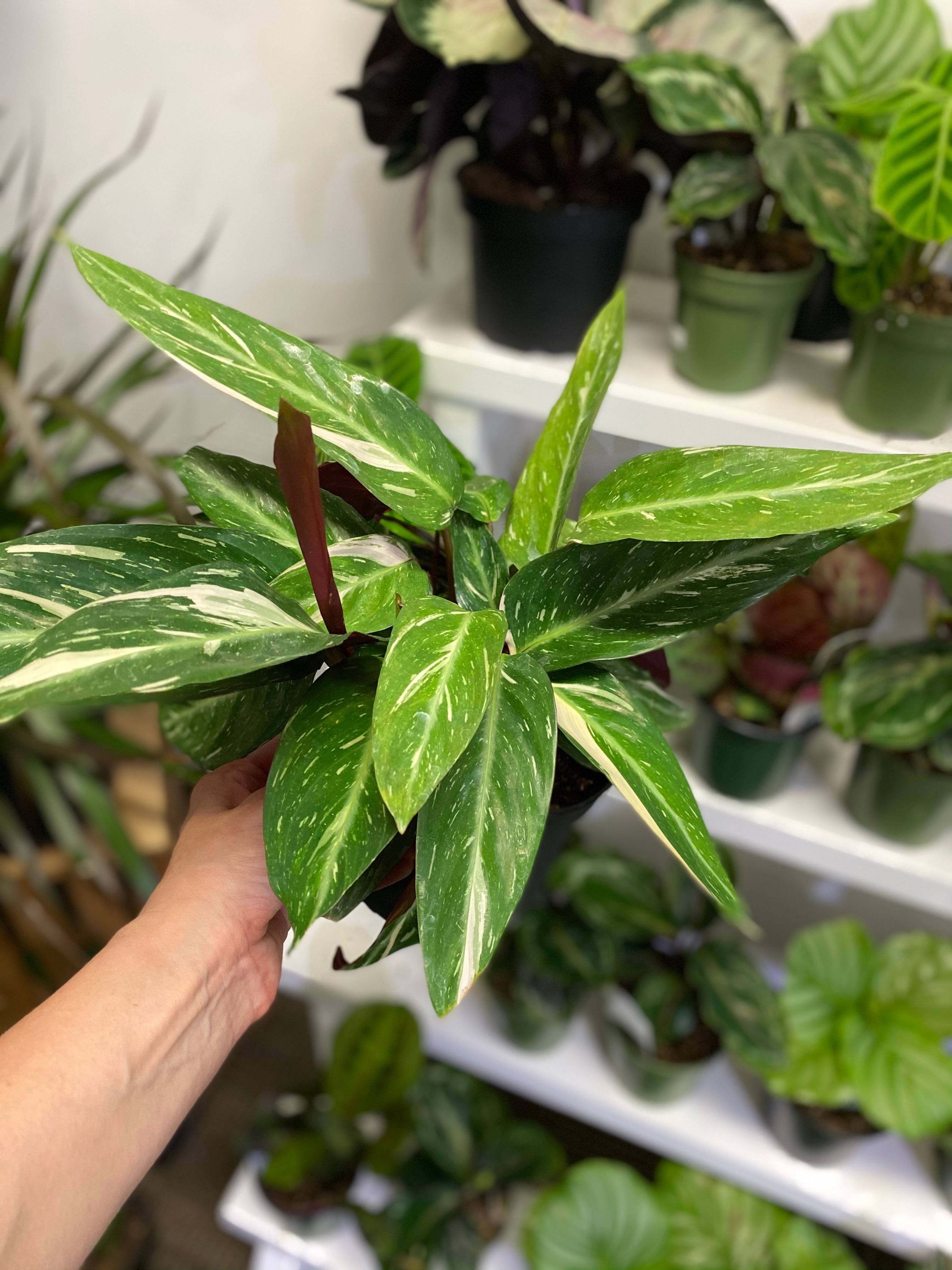 Calathea Stromanthe Sanguinea Magic Star 6 inch – Whistler Plant Store
