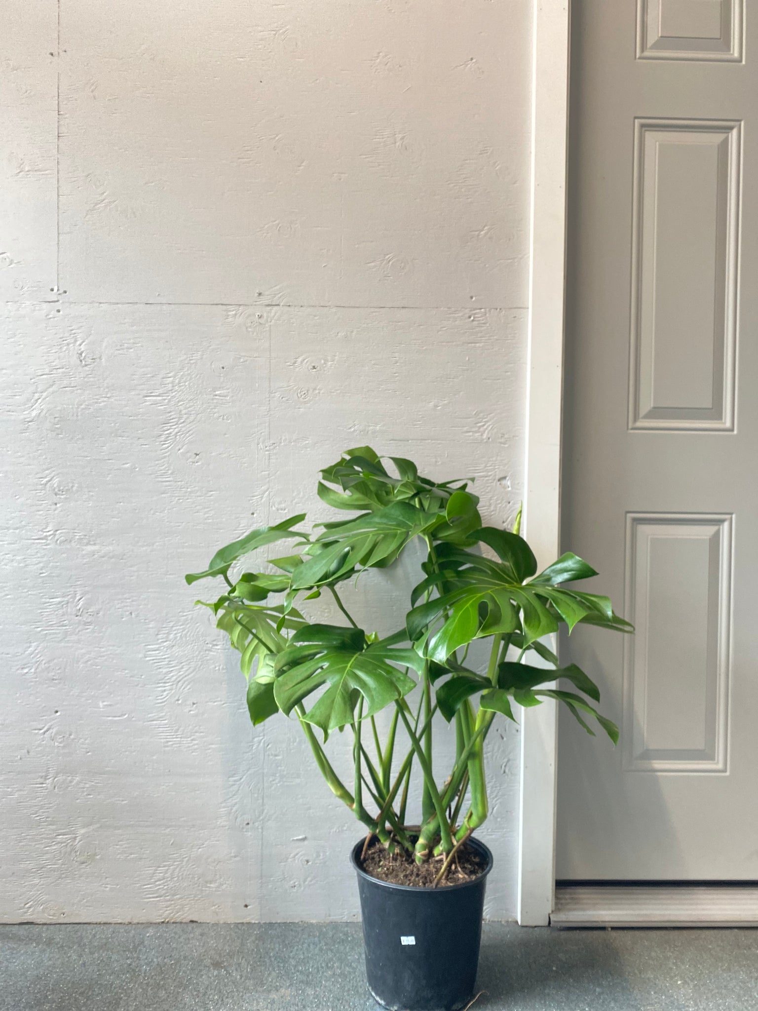 10 monstera Monstera Deliciosa 10 inch