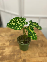 Load image into Gallery viewer, Alocasia Hilo Beauty 4 inch
