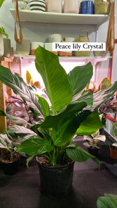 Spathaphyllum Peace Lily Crystal 10 inch