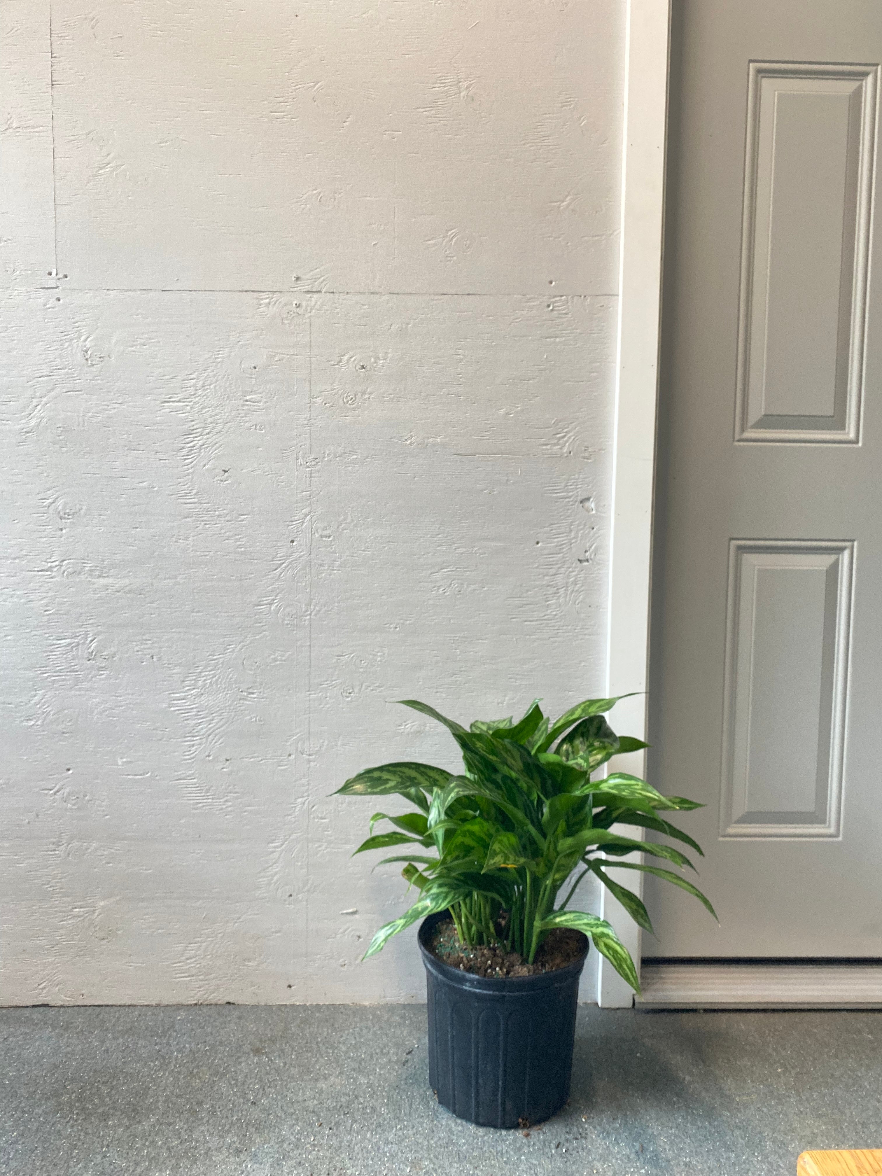 aglaonema tigres Aglaonema - Tigress
