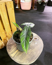 Load image into Gallery viewer, Alocasia Scalprum 4 inch
