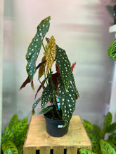 Load image into Gallery viewer, Begonia Maculata 6 inch
