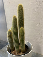 Load image into Gallery viewer, Foxtail Cactus 10 inch
