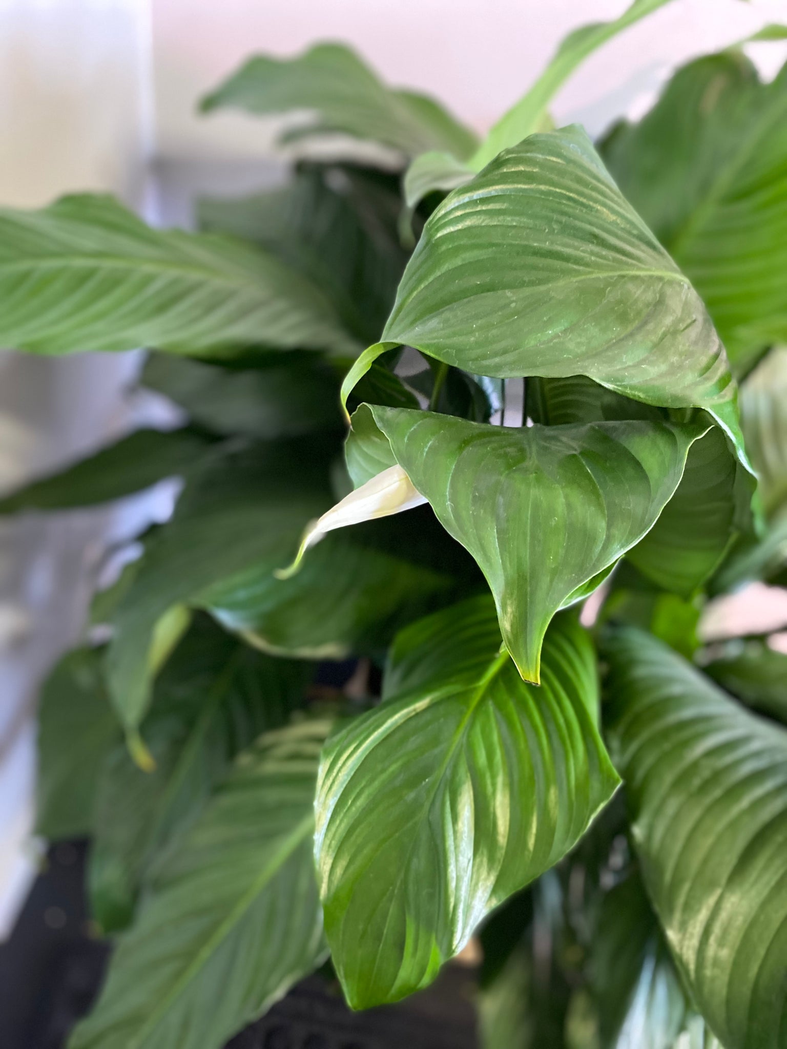 peace lily pablo Peace Lily Spathiphyllum Sweet Pablo 10 inch – Whistler Plant Store