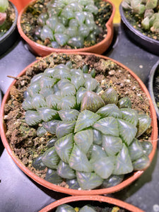 Haworthia cooperi - 4 inch