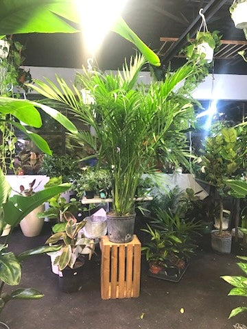 Cat Palm - Chamaedorea Cataractarum - 10 inch and 4.5 feet tall  Whistler  Plant Store