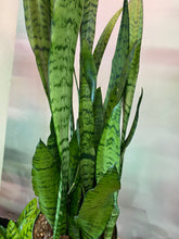 Load image into Gallery viewer, Snake Plant tall - 8 inch - 3 feet from soil
