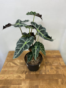 Alocasia Plant - African Mask Plant 6 inch