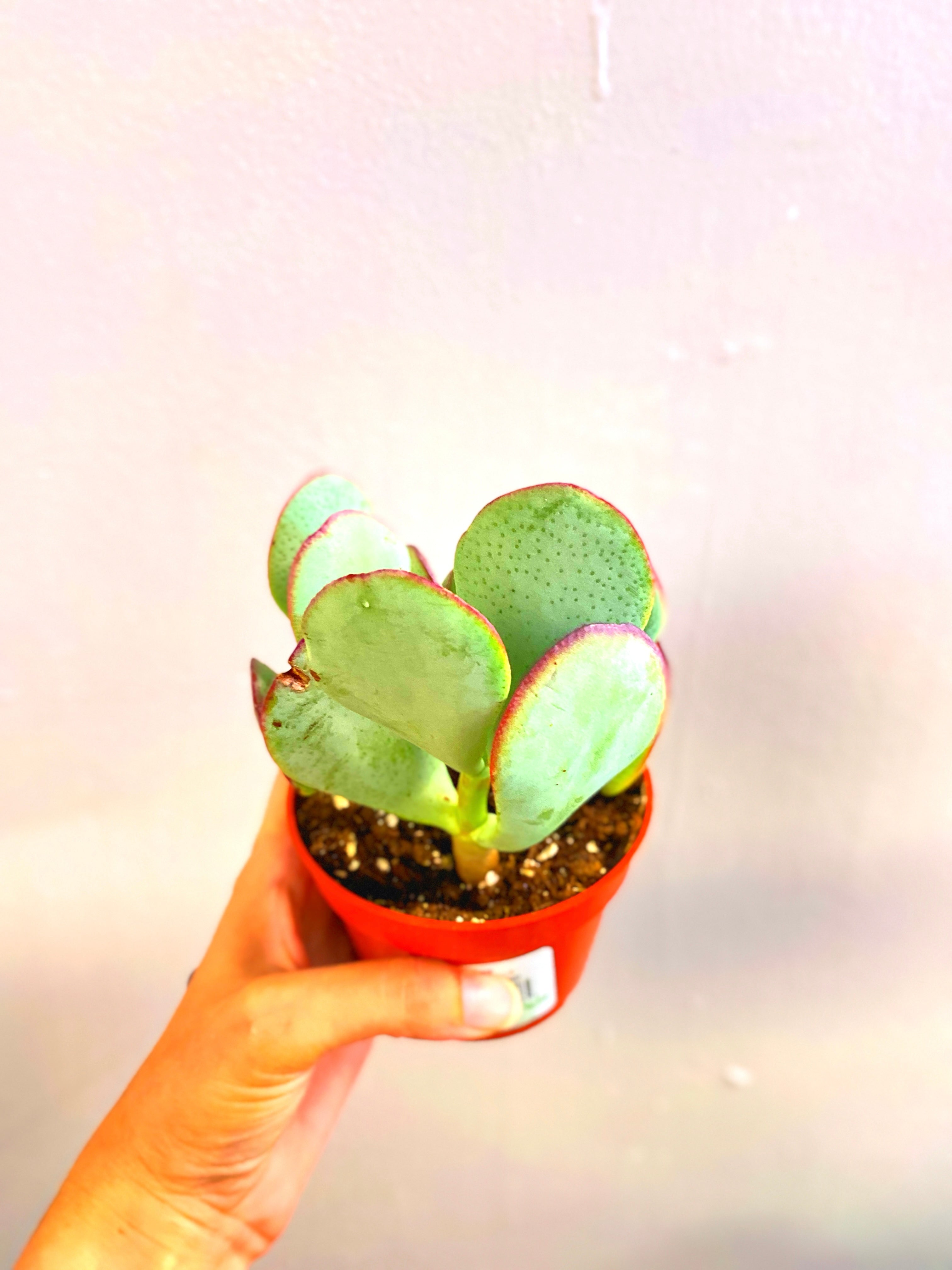 silver dollar jade plant Silver Dollar Jade Plant