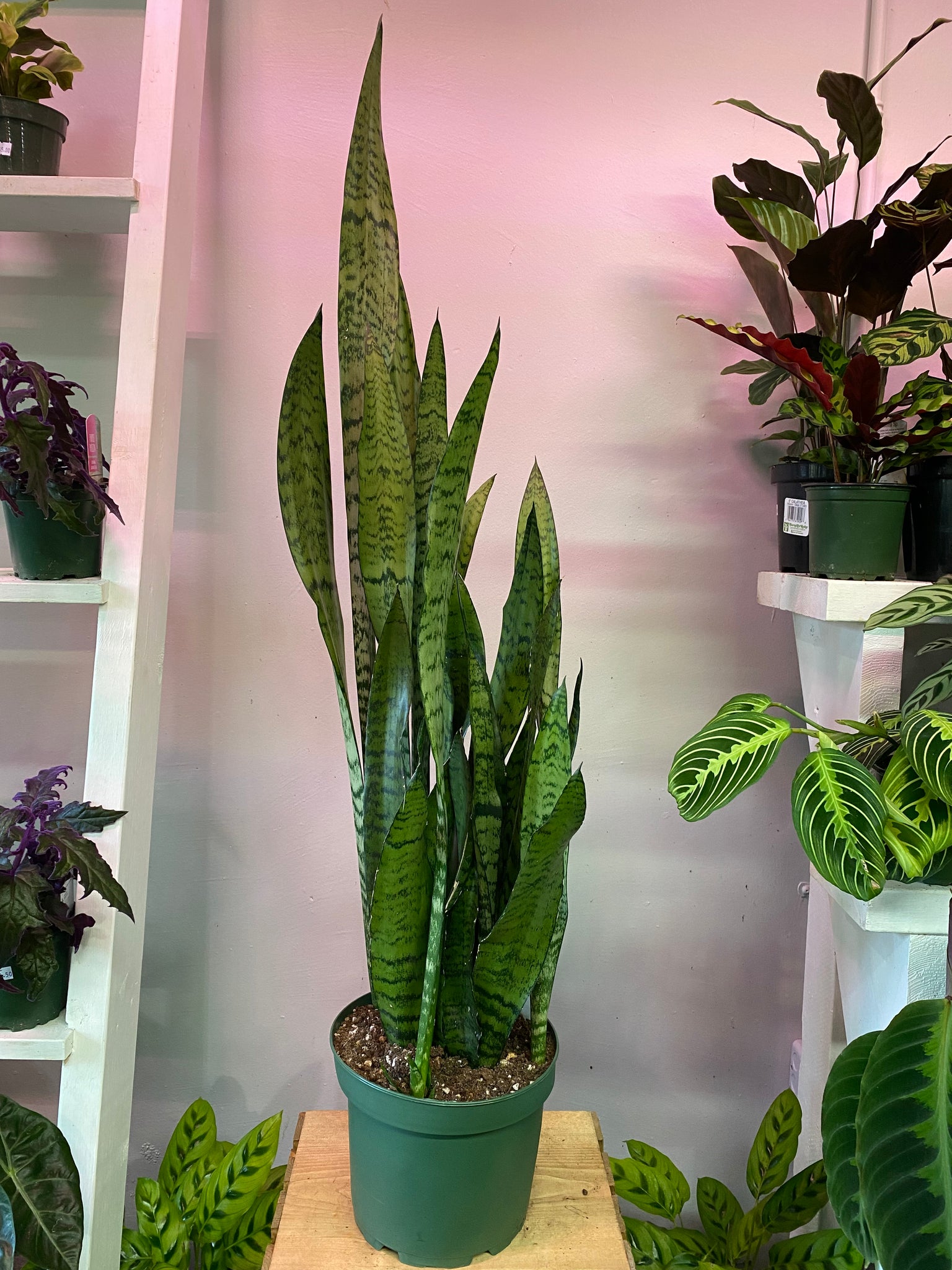 8 inch snake plant Snake Plant tall - 8 inch