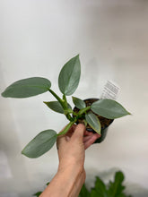 Load image into Gallery viewer, Philodendron Hastatum Grey
