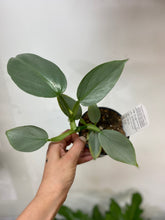 Load image into Gallery viewer, Philodendron Hastatum Grey
