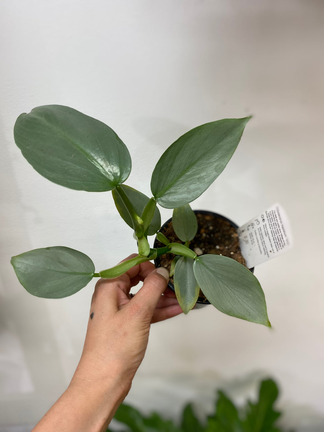 Philodendron Hastatum Grey