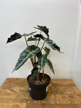 Load image into Gallery viewer, Alocasia Plant - African Mask Plant 6 inch
