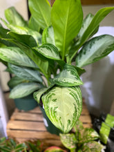 Load image into Gallery viewer, Aglaonema - Chinese Evergreen 8 inch - Emerald Bay
