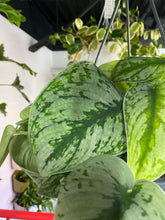 Load image into Gallery viewer, Satin Pothos - Scindapsus Pictus &quot;Exotica&quot; 8 inch hanging basket
