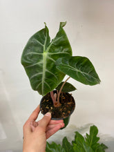 Load image into Gallery viewer, Alocasia Pink Dragon 4 inch
