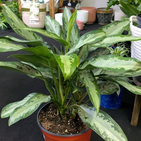 Aglaonema - Chinese Evergreen 8 inch - Emerald Bay