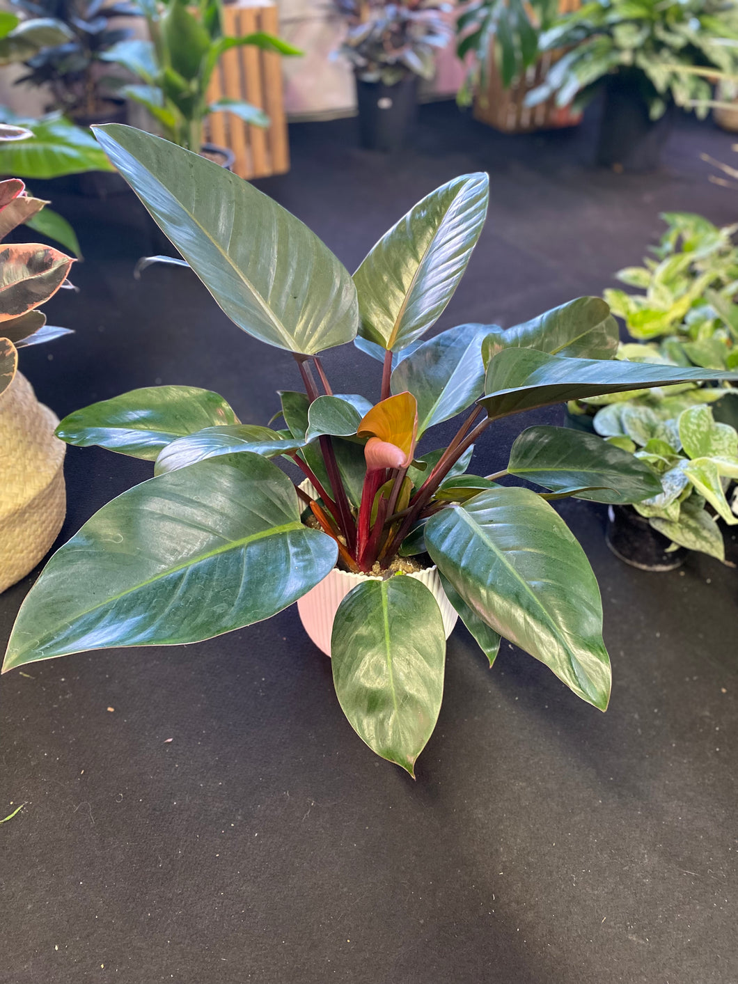 Philodendron Congo Rojo 8 inch