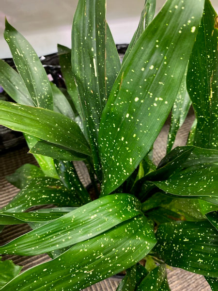 Aspidistra Elatior - Milky Way - Cast-Iron plant 10 inch