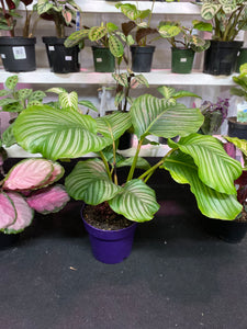 Calathea Orbifolia 8 inch