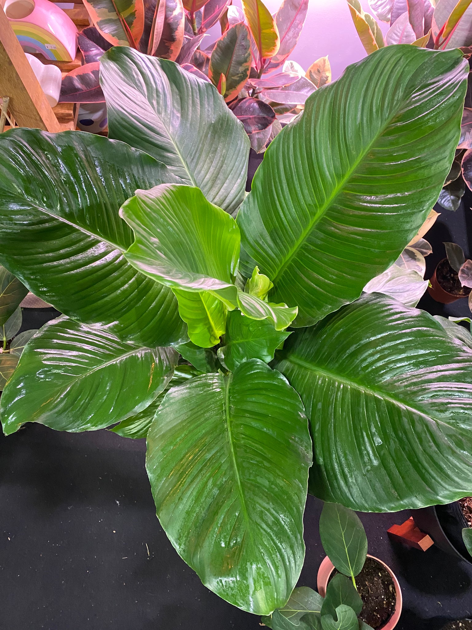 peace lily crystal Spathaphyllum Peace Lily Crystal 10 inch – Whistler Plant Store