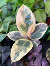 Load image into Gallery viewer, Ficus Tineke - 5 inch
