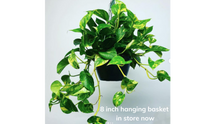 Load image into Gallery viewer, Pothos Golden 8 inch hanging basket
