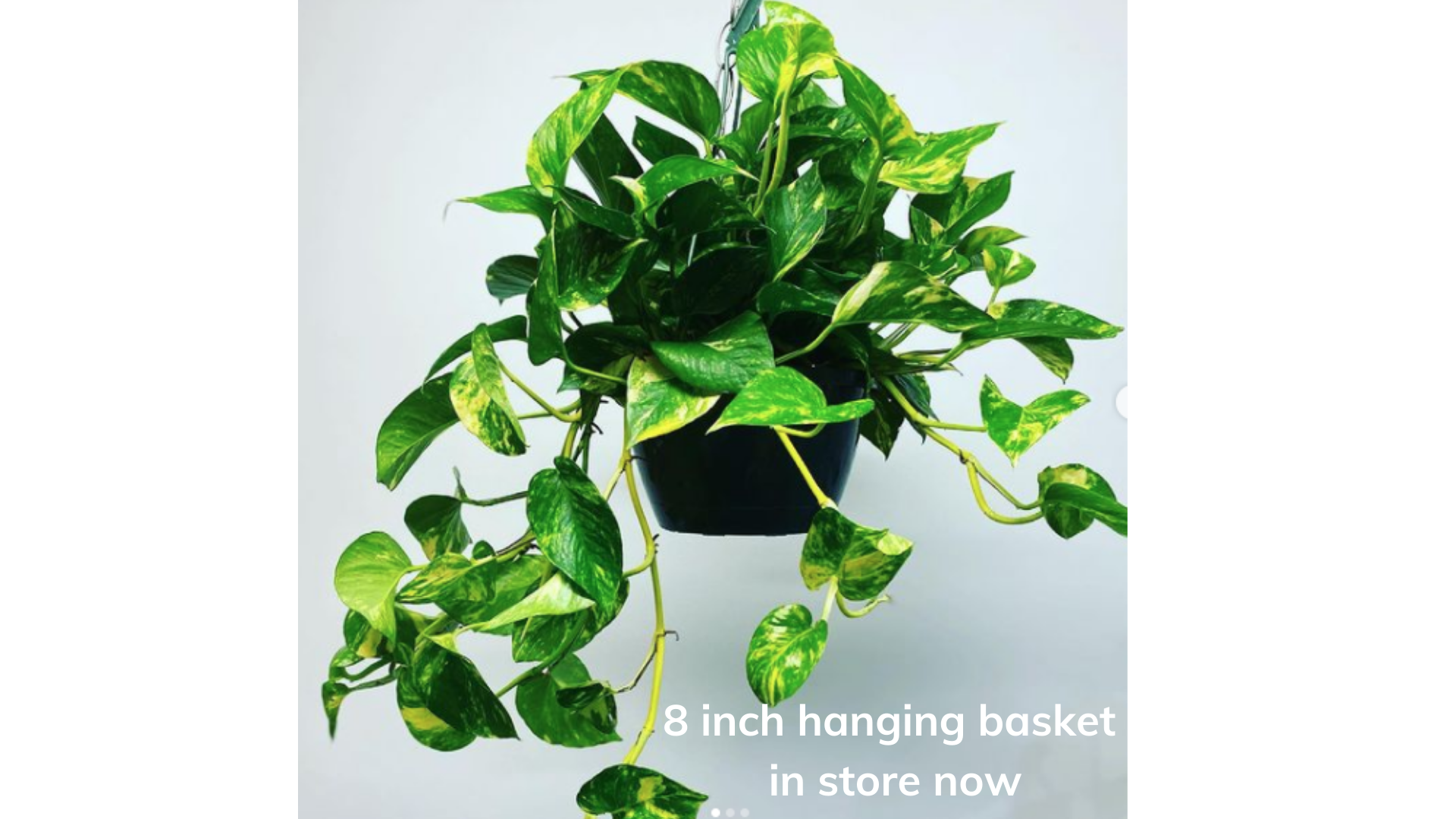 8 inch pothos Pothos Golden 8 inch hanging basket – Whistler Plant Store
