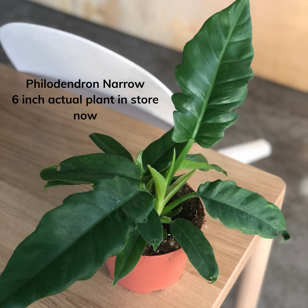 Philodendron Narrow 6 inch