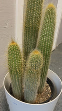 Load and play video in Gallery viewer, Foxtail Cactus 10 inch
