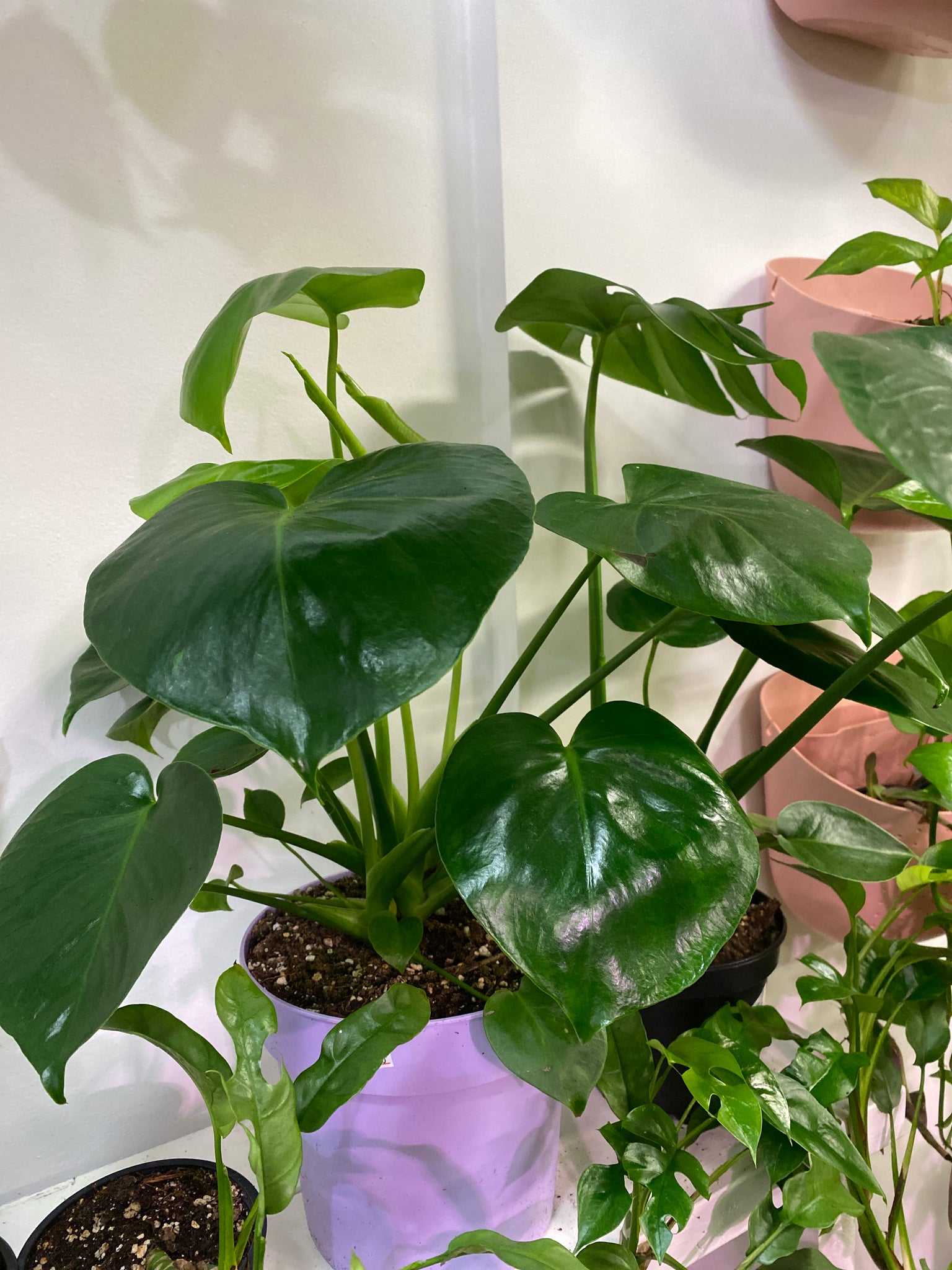 8 inch monstera deliciosa Monstera Deliciosa 8 inch