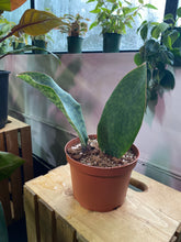 Load image into Gallery viewer, Whale Fin snake plant - Sansevieria Masoniana
