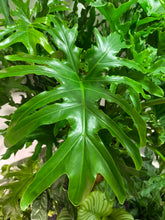 Load image into Gallery viewer, Philodendron Hope Salloum 12 inch
