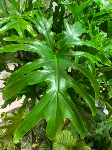 Philodendron Hope Salloum 12 inch