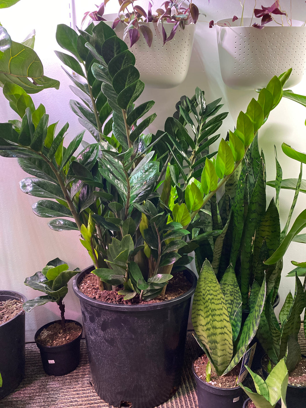 buy zz plant perth Zanzibar Gem (ZZ Plant) 14 inch